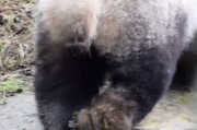 爆料博主熊猫视频,揭秘娱乐圈幕后真相